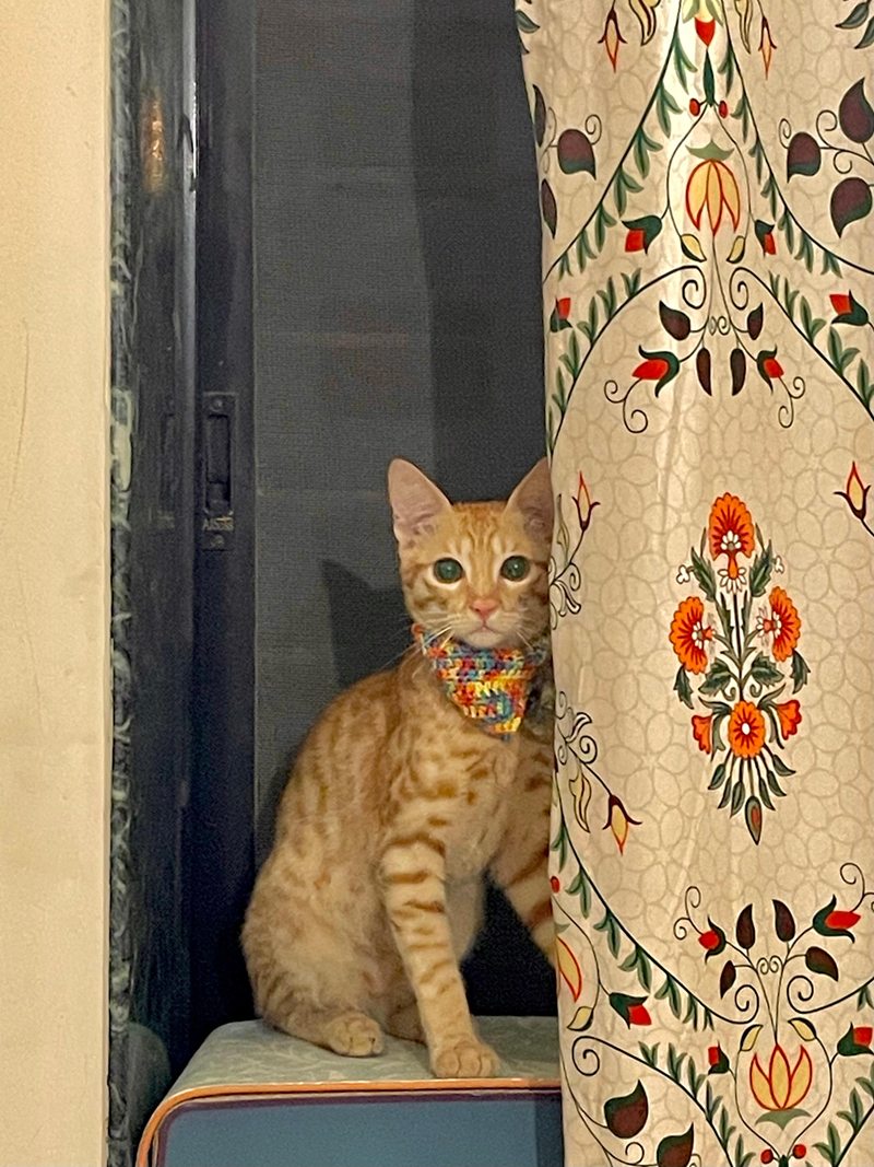 Mineu, an orange tabby kitten in a rainbow crocheted scarf, peeking out beside a floral curtain