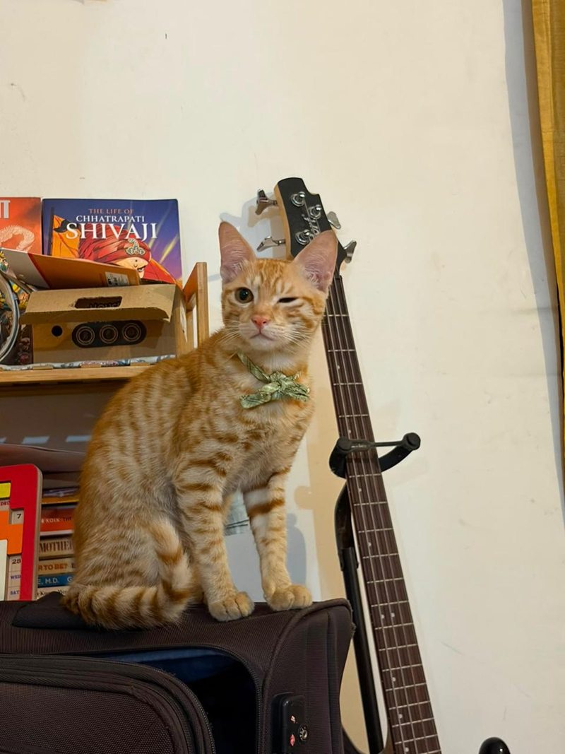 Mineu winking, sitting on a suitcase with a green bow around his neck