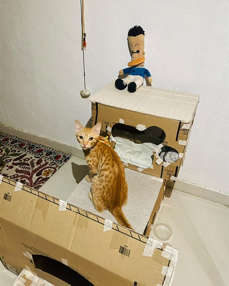 Mineu sitting on the top floor of the cardboard house, looking out