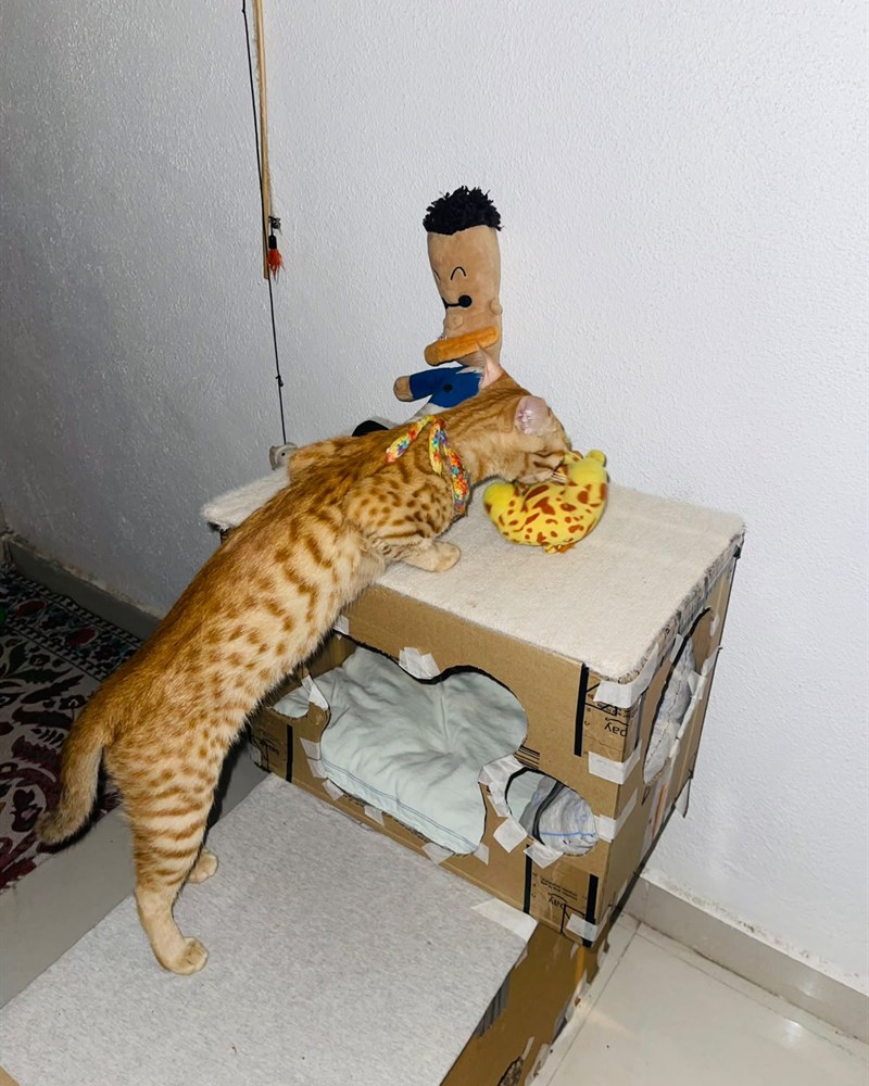 Mineu climbing onto the cardboard house while a small toy figure stands on the roof